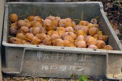 街角の通函（神戸屋パン）