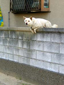 2003年3月13日 塀によじ登る柴犬