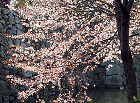 2003年4月6日 石垣をバックにほほえむ山桜