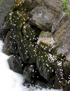 岩に張り付く花びら