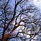 姫路城内の落葉樹