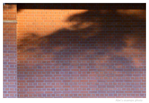 煉瓦の壁に映る木の影