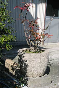 石臼利用の植木鉢