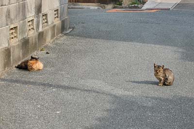 路地裏の子猫たち