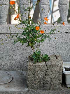 コンクリート塊に植えられてる花