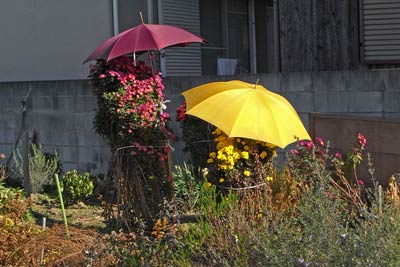 菊に差し掛けられた傘
