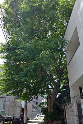 家の前の大木